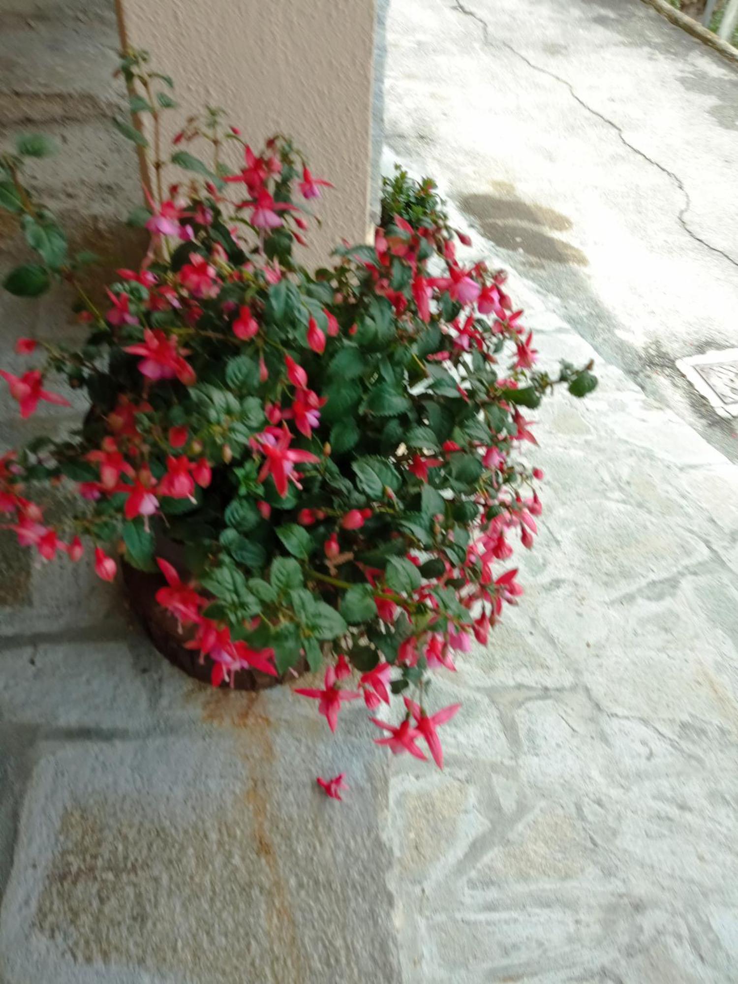Agriturismo U'Spigu Nonna Annetta Nasino Dış mekan fotoğraf